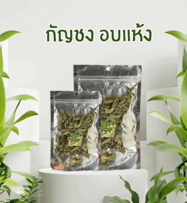 กัญชง อบแห้ง